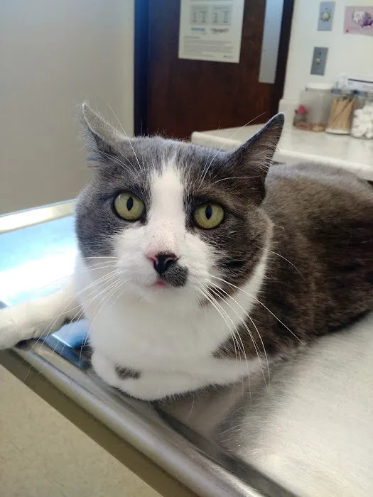 Animal Hospital of Flint 5
