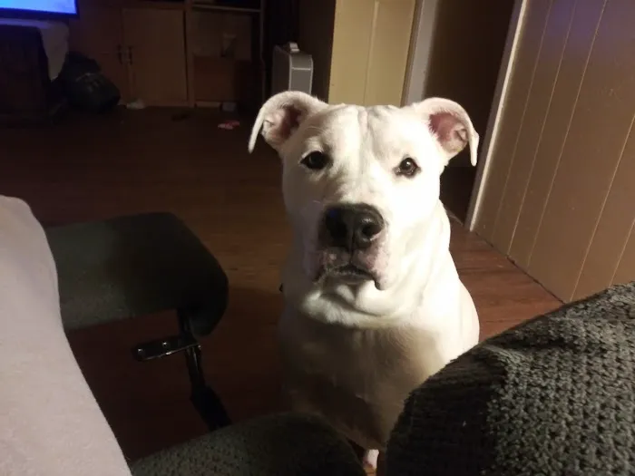 Animal Hospital of Flint 7