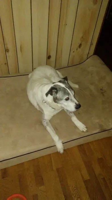 Animal Hospital of Flint 6
