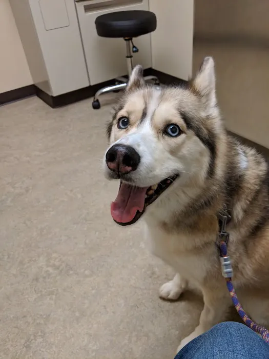 Animal Surgical Center of Michigan 4