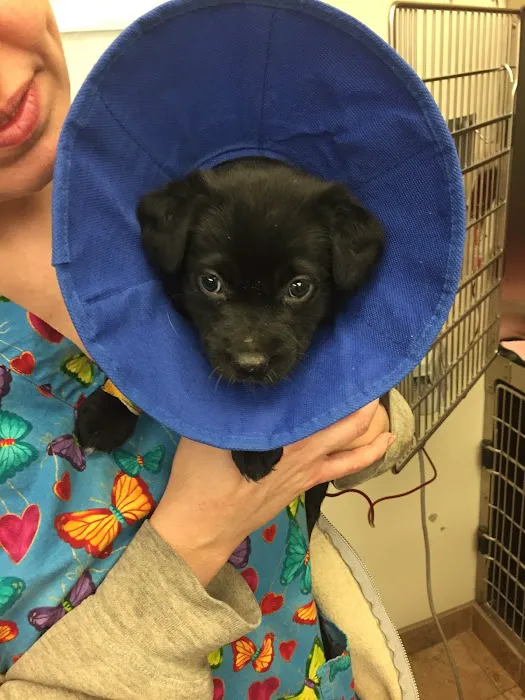 VCA Swartz Creek Animal Hospital 9