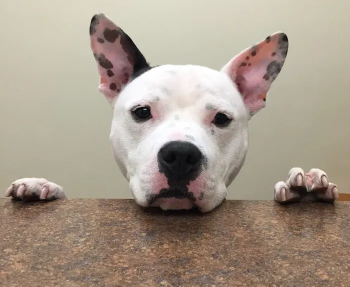 VCA Swartz Creek Animal Hospital 6