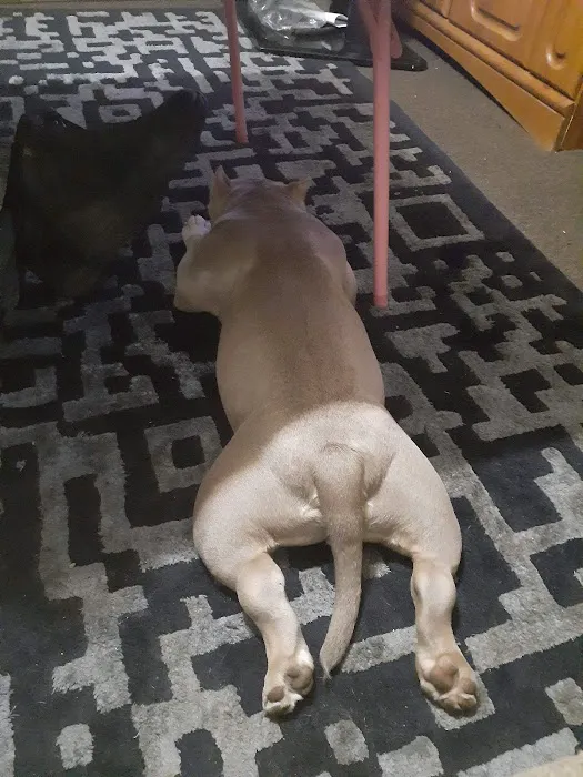 VCA Swartz Creek Animal Hospital 8