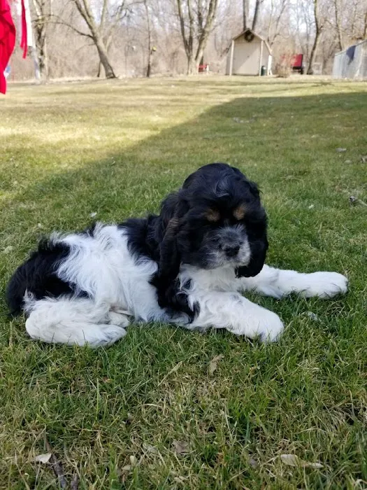 Swartz Creek Veterinary Hospital: Pinkston Dennis B DVM 1