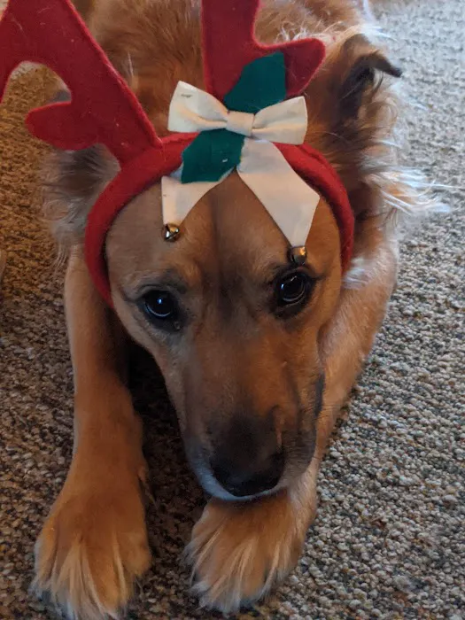 Swartz Creek Veterinary Hospital: Pinkston Dennis B DVM 4