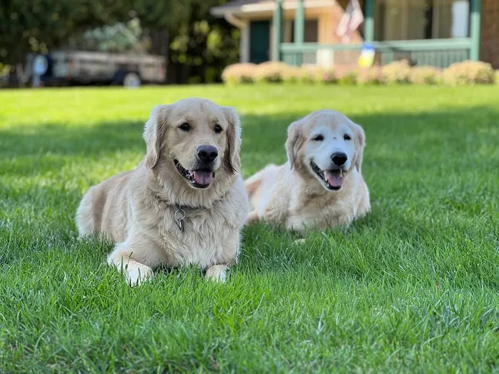 Valley Animal Clinic 10