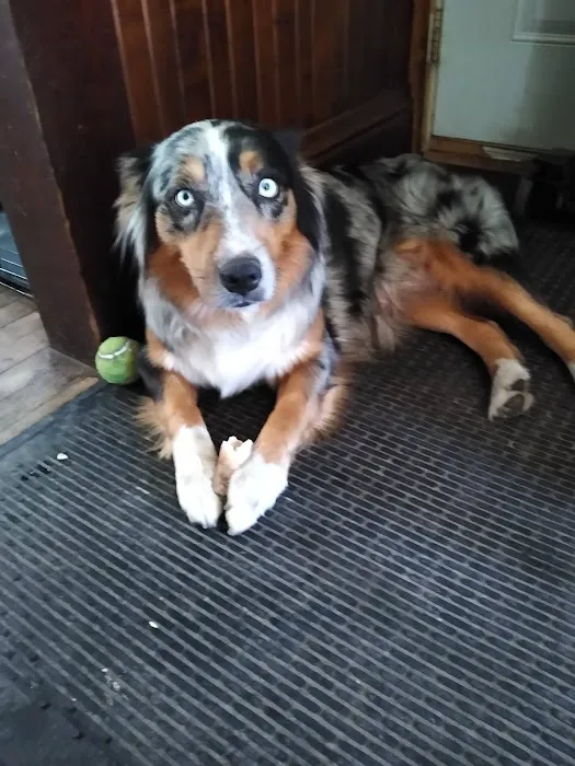 Valley Animal Clinic 6