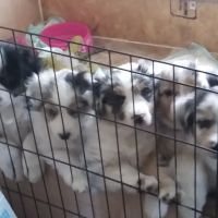 Valley Animal Clinic ico