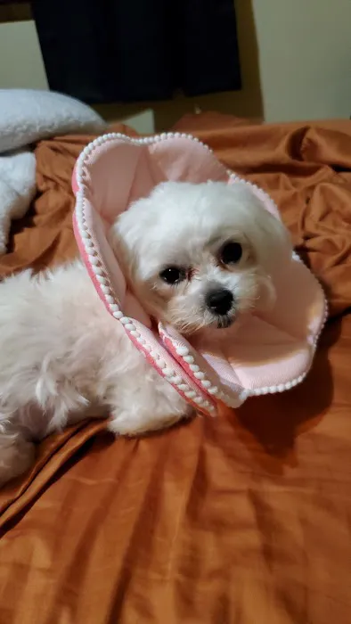 Veterinary House Call Services & Clinic 1