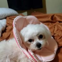Veterinary House Call Services & Clinic ico