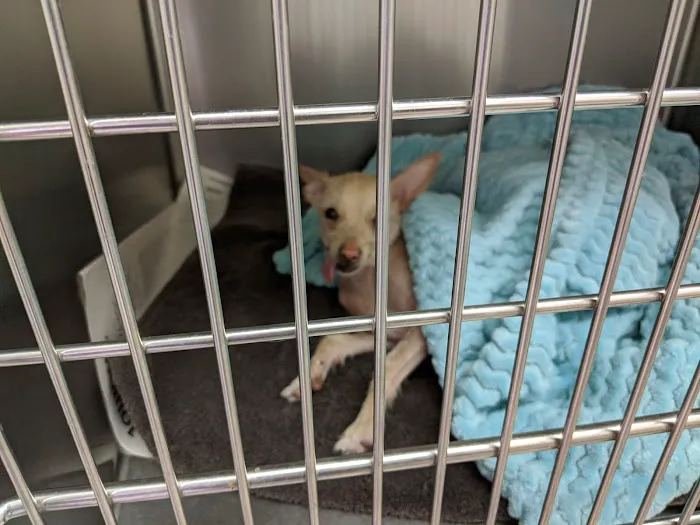 Veterinary House Call Services & Clinic 5
