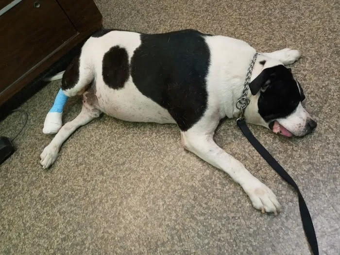 Genesee Veterinary Hospital 12