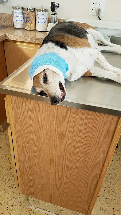 Cross Veterinary Clinic 1