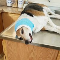 Cross Veterinary Clinic ico
