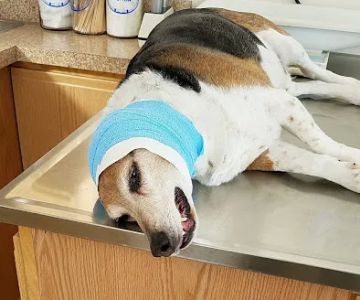 Cross Veterinary Clinic