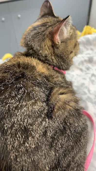 Grand Blanc Veterinary Hospital 1