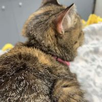 Grand Blanc Veterinary Hospital ico