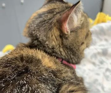 Grand Blanc Veterinary Hospital