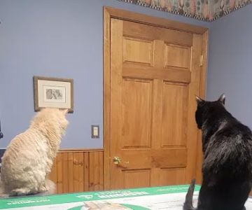 Briarwood Veterinary Hospital