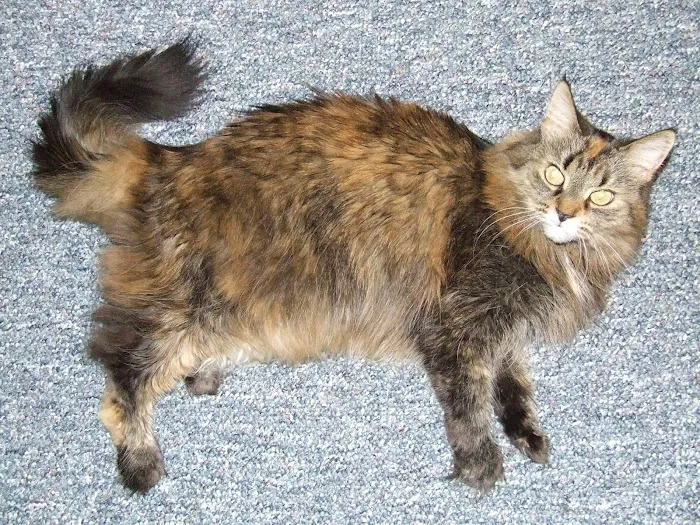 Briarwood Veterinary Hospital 6
