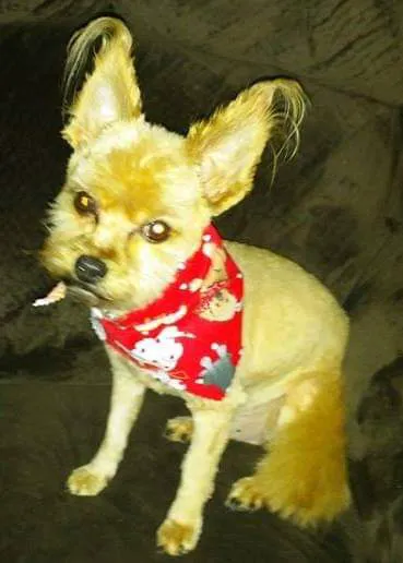Country Veterinary Services: Todd Barbara J DVM 8