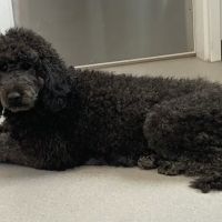 Sterner Veterinary Clinic ico
