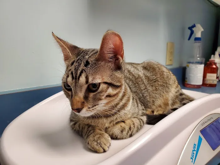 Dickman Road Veterinary Clinic 8