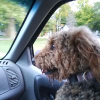 Dickman Road Veterinary Clinic: Bradley R DVM ico