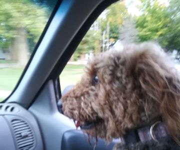 Dickman Road Veterinary Clinic: Bradley R DVM