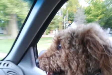 Dickman Road Veterinary Clinic: Bradley R DVM