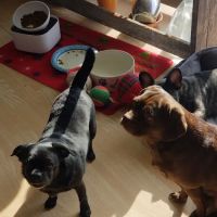 Lakeview Veterinary Clinic ico