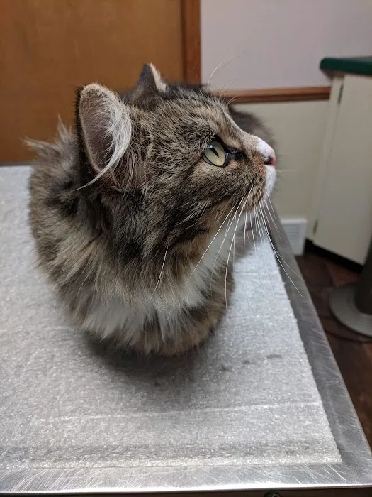 Denney Veterinary Services 9