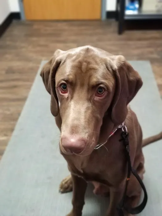 Denney Veterinary Services 7