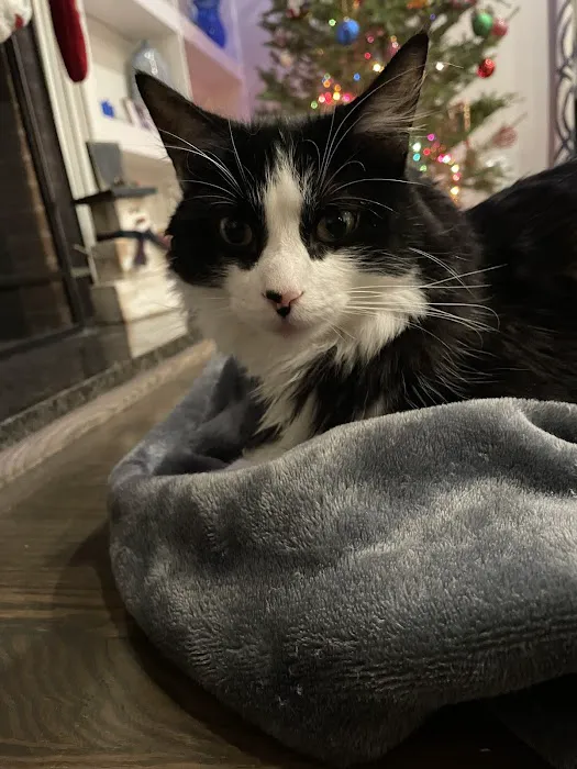 Kirkwood Animal Hospital 8
