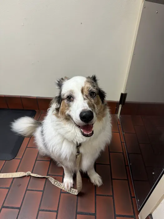 Kirkwood Animal Hospital 1