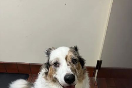Kirkwood Animal Hospital