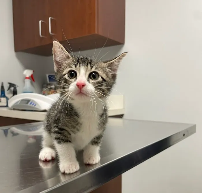 Murphy Animal Hospital 3