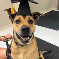 Murphy Animal Hospital ico