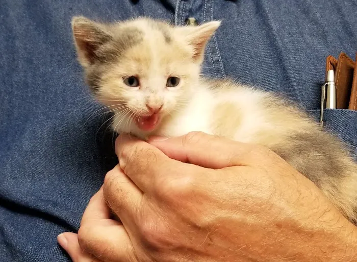 Murphy Animal Hospital 7