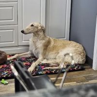 Hope Animal Hospital ico