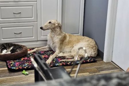 Hope Animal Hospital