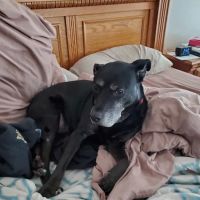 Olde Towne Fenton Veterinary ico