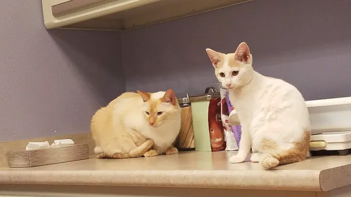 Family Pet Hospital 5