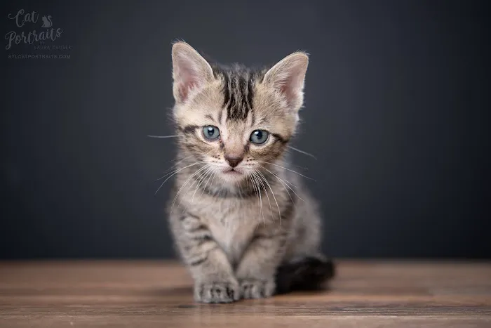 Family Pet Hospital 9