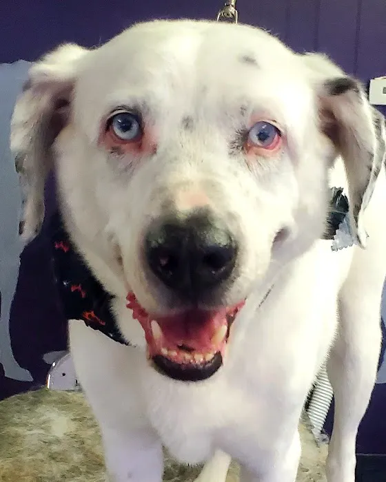 Animal Emergency Clinic 3
