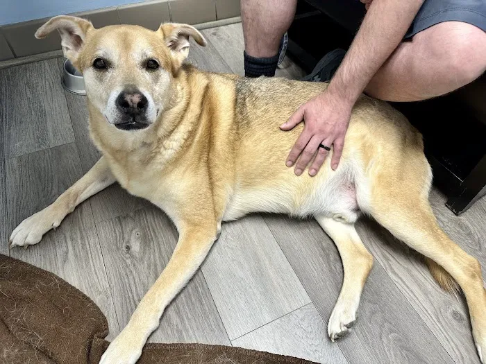 Animal Emergency Clinic 5