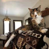 Grantview Animal Hospital ico