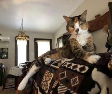 Grantview Animal Hospital