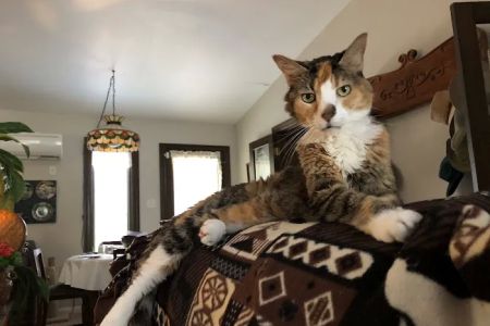 Grantview Animal Hospital
