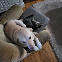 West Side Animal Clinic ico